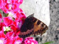 Kleiner Fuchs, Aglais urticae