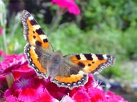 Kleiner Fuchs, Aglais urticae