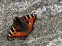 Kleiner Fuchs, Aglais urticae