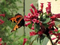 Kleiner Fuchs, Aglais urticae