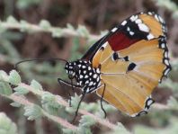 Danaus chrysippus, Kleiner Monarch