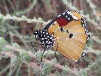 Danaus chrysippus, Kleiner Monarch