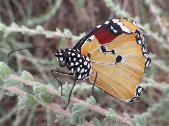Danaus chrysippus, Kleiner Monarch