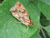 Kleiner Perlmutterfalter, Issoria lathonia