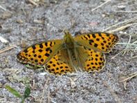 Kleiner Perlmutterfalter, Issoria lathonia