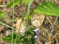 Kleiner Perlmutterfalter, Issoria lathonia