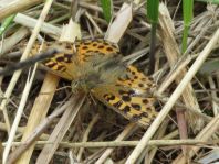 Kleiner Perlmutterfalter, Issoria lathonia