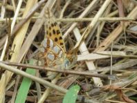 Kleiner Perlmutterfalter, Issoria lathonia