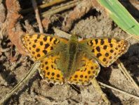 Kleiner Perlmutterfalter, Issoria lathonia