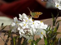 Kleiner Perlmutterfalter, Issoria lathonia