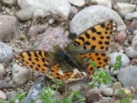 Kleiner Perlmutterfalter, Issoria lathonia