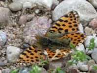 Kleiner Perlmutterfalter, Issoria lathonia