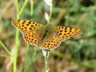 Kleiner Perlmutterfalter, Issoria lathonia