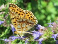 Kleiner Perlmutterfalter, Issoria lathonia