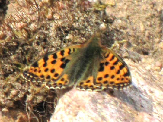 Kleiner Perlmutterfalter, Issoria lathonia