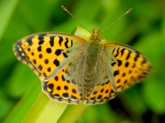 Kleiner Perlmutterfalter, Issoria lathonia