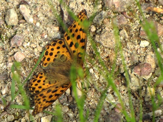 Kleiner Perlmutterfalter, Issoria lathonia