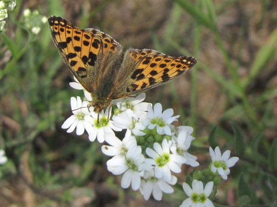 Kleiner Perlmutterfalter, Issoria lathonia
