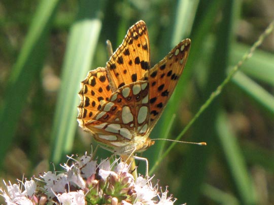 Kleiner Perlmutterfalter, Issoria lathonia