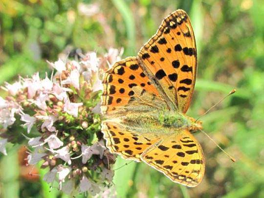 Kleiner Perlmutterfalter, Issoria lathonia