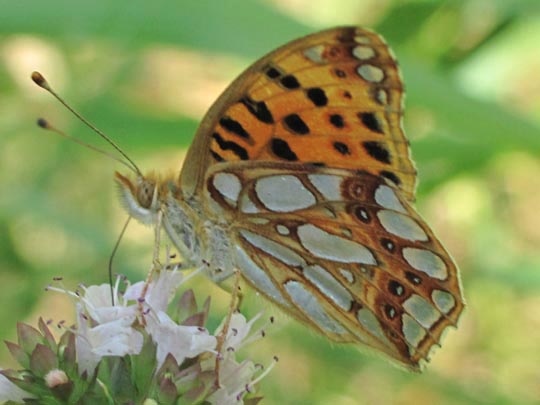 Kleiner Perlmutterfalter, Issoria lathonia