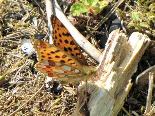 Kleiner Perlmutterfalter, Issoria lathonia