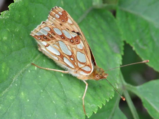 Kleiner Perlmutterfalter, Issoria lathonia