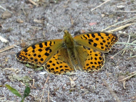 Kleiner Perlmutterfalter, Issoria lathonia