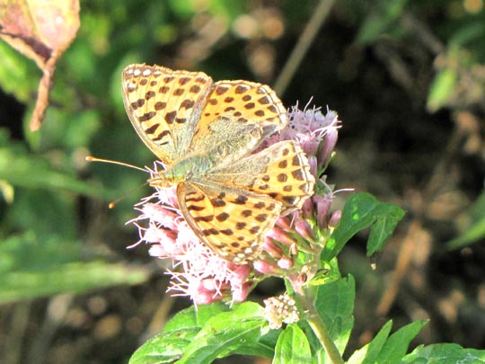 Kleiner Perlmutterfalter, Issoria lathonia