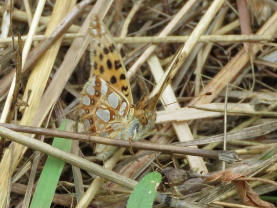 Kleiner Perlmutterfalter, Issoria lathonia