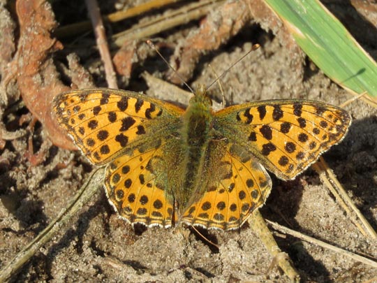 Kleiner Perlmutterfalter, Issoria lathonia