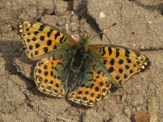 Kleiner Perlmutterfalter, Issoria lathonia