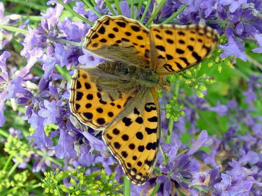 Kleiner Perlmutterfalter, Issoria lathonia