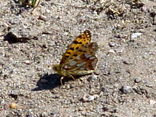 Kleiner Perlmutterfalter, Issoria lathonia