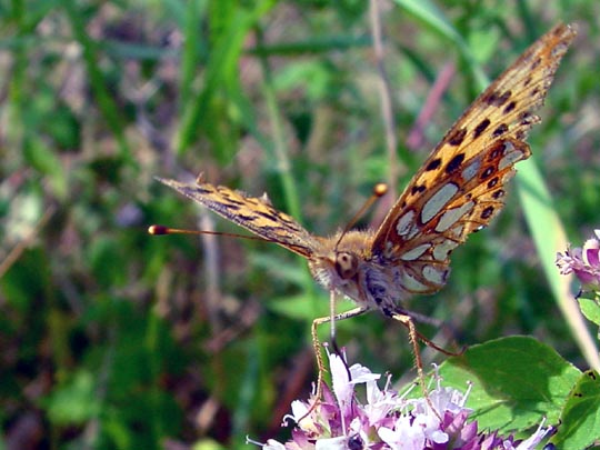 Kleiner Perlmutterfalter, Issoria lathonia