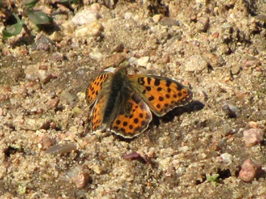 Kleiner Perlmutterfalter, Issoria lathonia