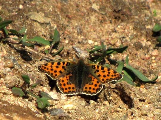 Kleiner Perlmutterfalter, Issoria lathonia