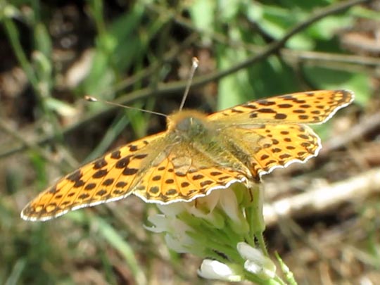 Kleiner Perlmutterfalter, Issoria lathonia