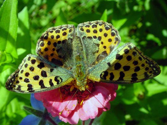 Kleiner Perlmutterfalter, Issoria lathonia