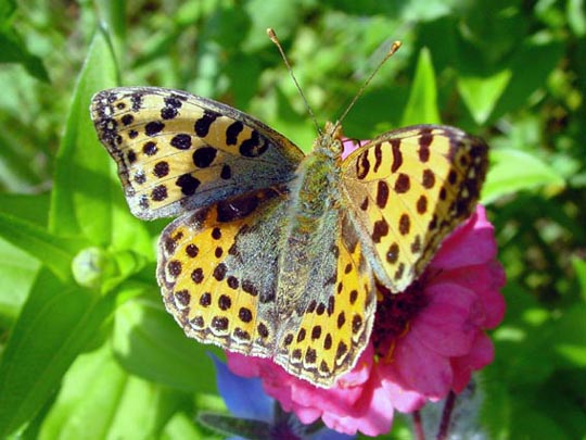 Kleiner Perlmutterfalter, Issoria lathonia