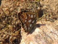 Kleiner Perlmutterfalter, Issoria lathonia