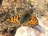 Kleiner Perlmutterfalter, Issoria lathonia