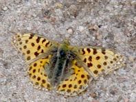 Kleiner Perlmutterfalter, Issoria lathonia