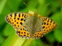 Kleiner Perlmutterfalter, Issoria lathonia