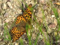 Kleiner Perlmutterfalter, Issoria lathonia