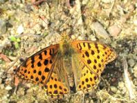 Kleiner Perlmutterfalter, Issoria lathonia