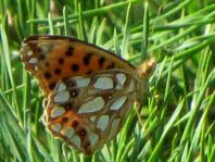 Kleiner Perlmutterfalter, Issoria lathonia