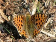 Kleiner Perlmutterfalter, Issoria lathonia