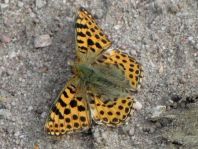 Kleiner Perlmutterfalter, Issoria lathonia