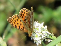 Kleiner Perlmutterfalter, Issoria lathonia